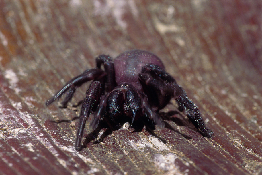 funnel-web spider