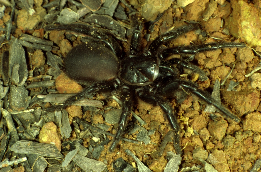 funnel-web spider