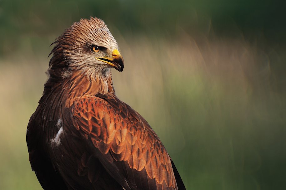 Australian Predator Birds