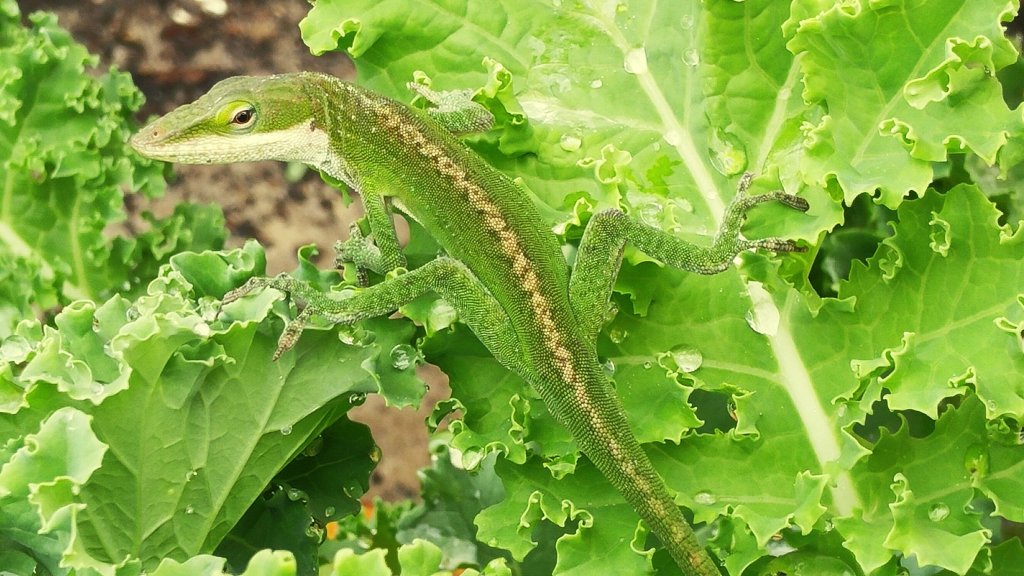 kale salad dead lizard