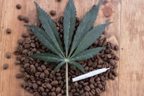 coffee opposite marijuana study