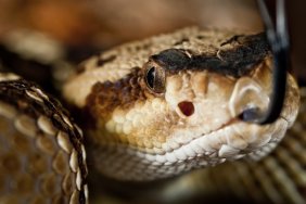 rattlesnake head