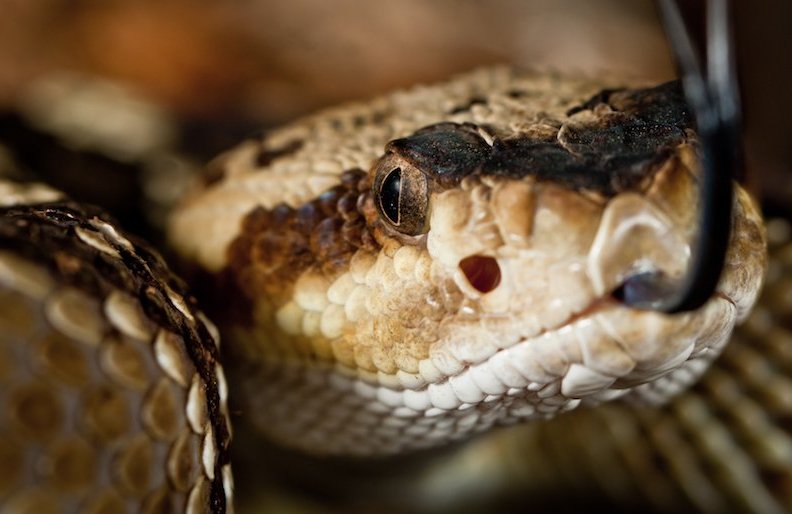 rattlesnake head