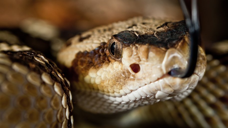 rattlesnake head