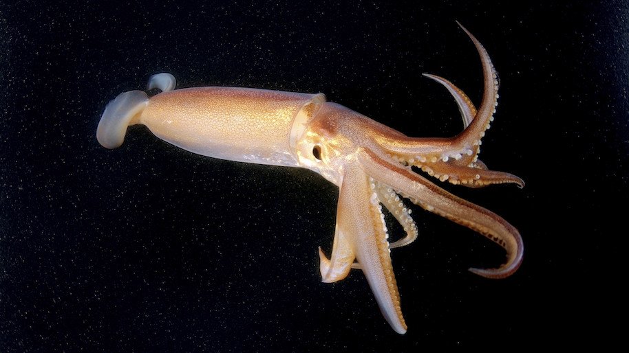 raw squid