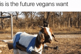 Best animal memes