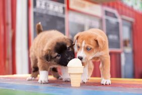 food trucks dogs