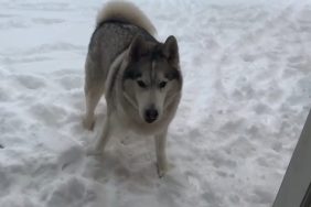 husky