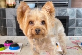 Waffles the Yorkie via TikTok