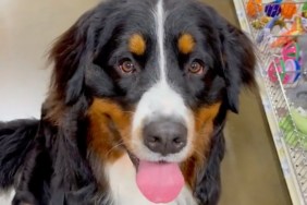 most amazing dog videos