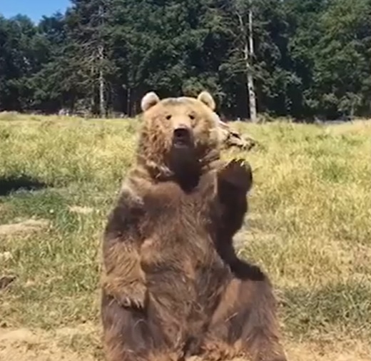 bear