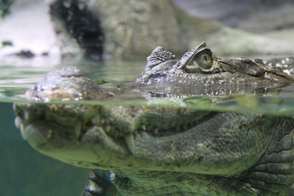 gator