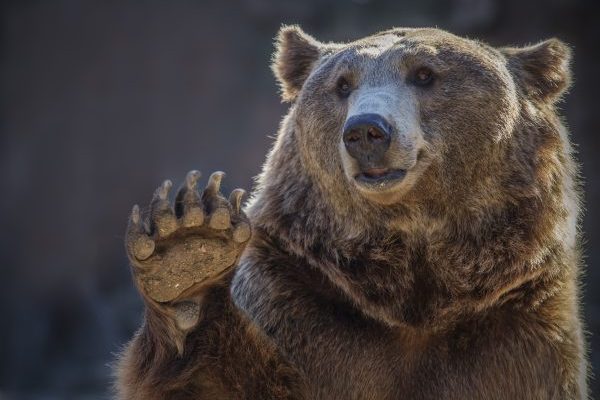 bear trombone