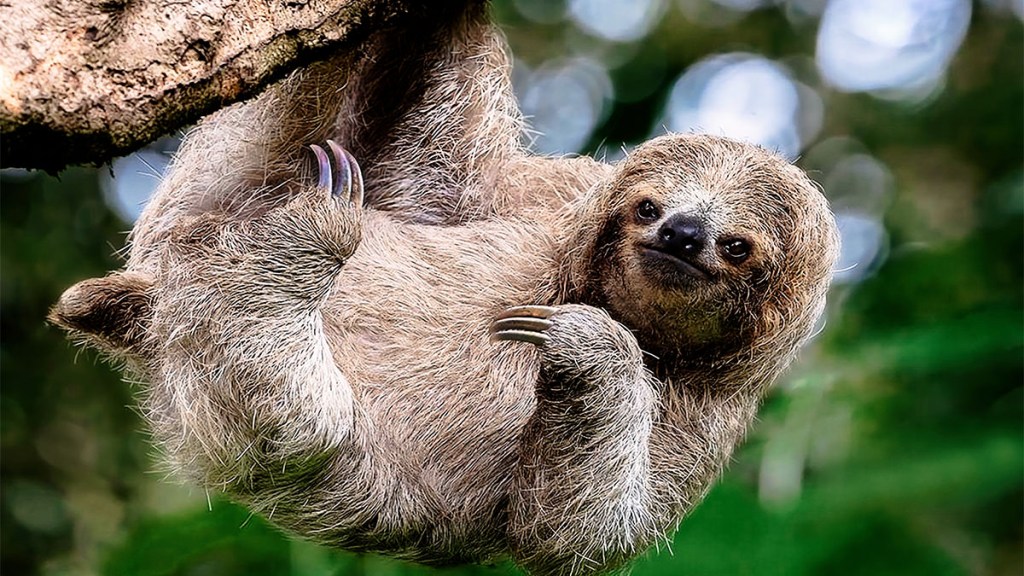 Sloth virus cases increase