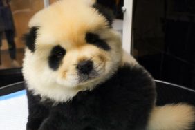 Chinese Zoo’s ‘Pandas’ Are Actually Huge Dogs in Disguise