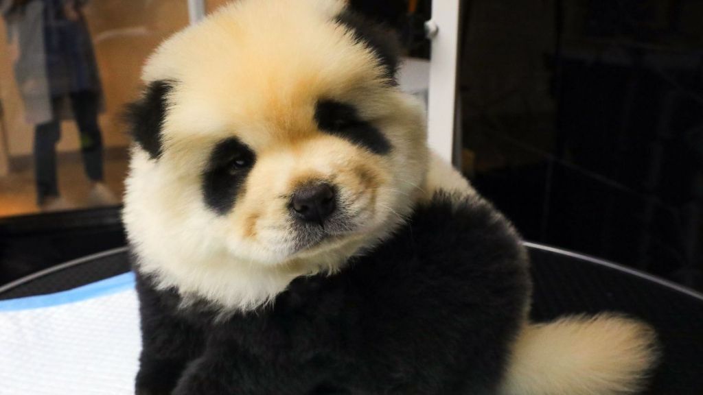 Chinese Zoo’s ‘Pandas’ Are Actually Huge Dogs in Disguise