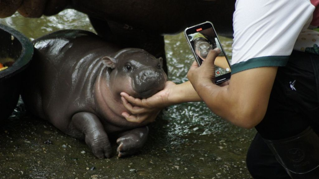 Two-month-old pygmy hippo Moo Deng is seen with her keeper in an enclosure at Khao Kheow Open Zoo. The cute female hippo has become an internet sensation in Thailand and other Asian countries because of her funny faces. Visitor numbers to the zoo have doubled since its birth in July.