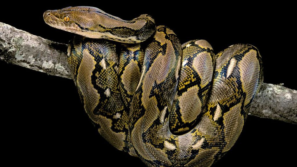 13-foot python encounter