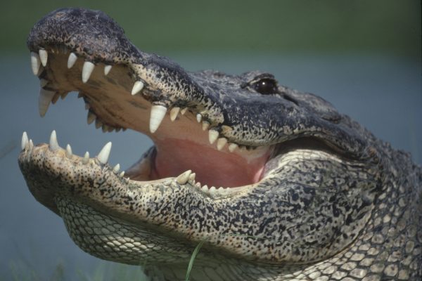 10. Meanwhile in Florida: Alligator Chases People in Wendy’s Parking Lot, That’ll Help Work Off Those Jr. Bacon Cheeseburgers