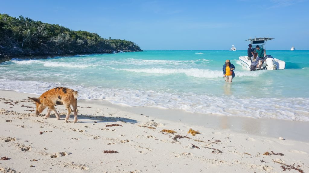 Pig Beach: Bahamas