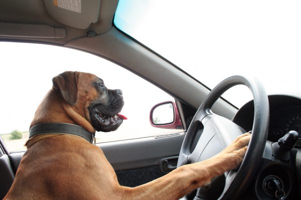 Meanwhile In Florida: Dog Hijacks Car and Does Donuts For Over an Hour (Another Holiday Miracle!)
