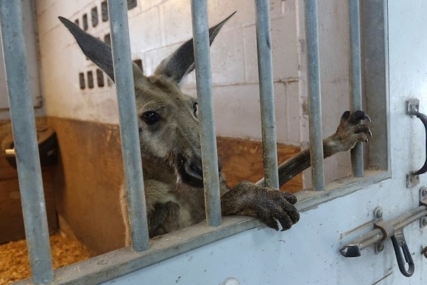 Meanwhile in Florida: Police Apprehend Kangaroo Peacefully Hopping Through Town