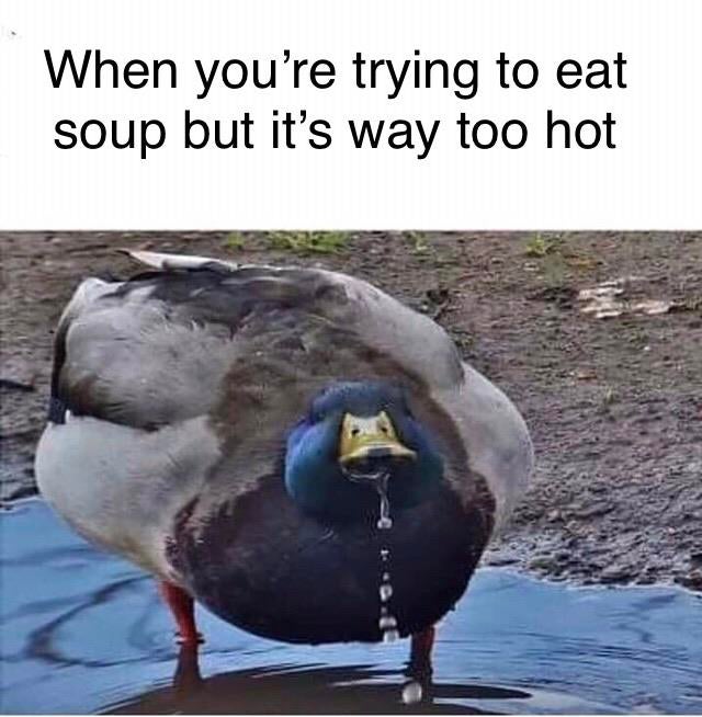 Memes of the Week 11-18-2019 #9