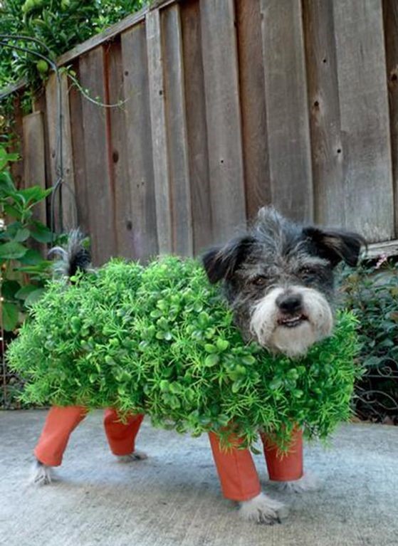 Chia Pet