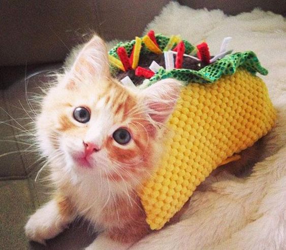 Taco