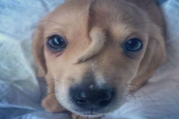 Unicorn Puppy Has Tail Growing Out of Its Forehead, Conveniently Its Mouth Smells Like Butthole