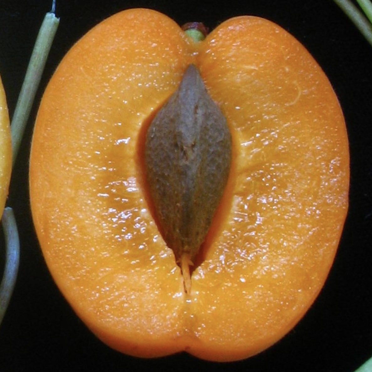 Apricot