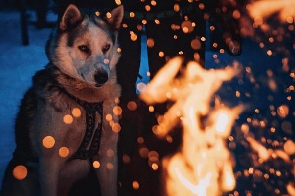 Lonesome Dog Sets Kitchen on Fire, Likely Strategic Play After a Year of the Exact Same Meal