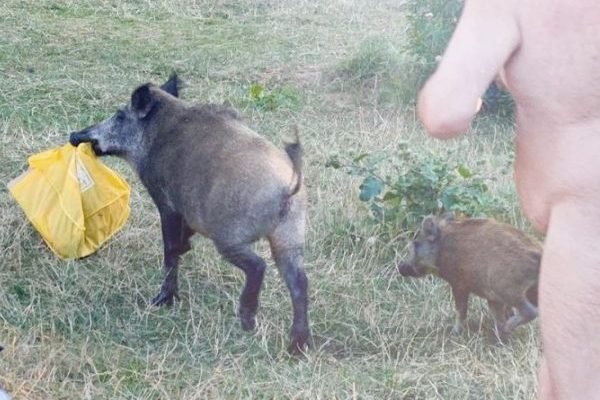 Nude Man Caught Chasing Wild Boar That Stole His Laptop, A Visual That Perfectly Depicts 2020